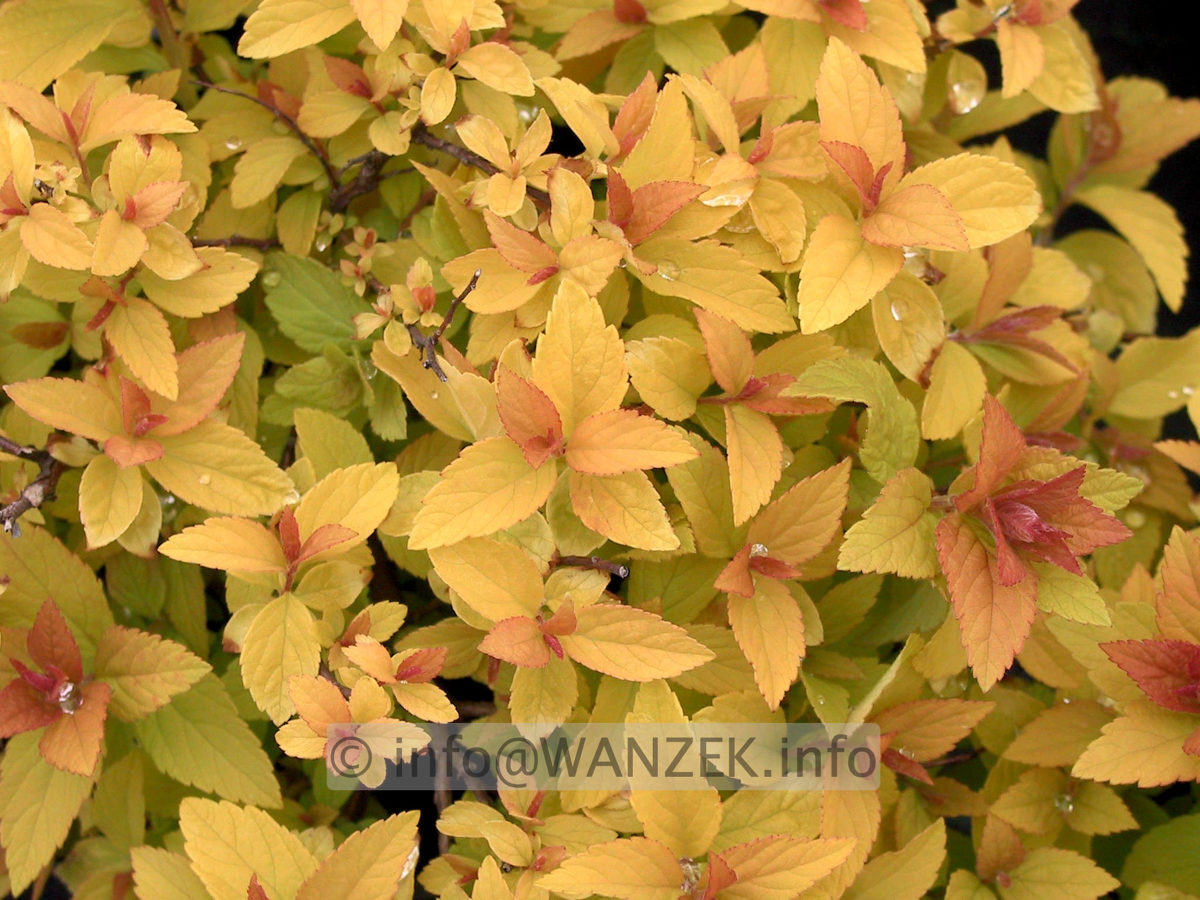 Spiraea japonica Golden Princess 00 Austrieb.JPG